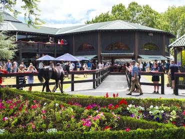 New Zealand Bloodstock Sales